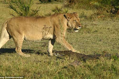 Cá sấu lên bờ bị đàn sư tử xé xác