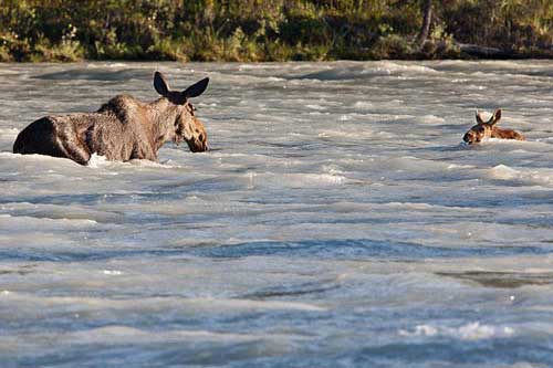 Ảnh đẹp: Nai mẹ cứu con giữa dòng nước xiết