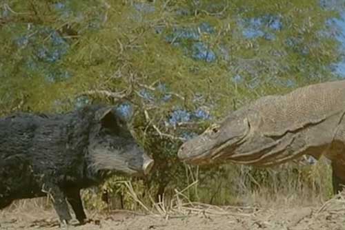 Lợn giả đối mặt rồng Komodo: Kết tan xác