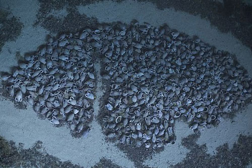 Xác tàu cổ chứa 6000 vò rượu nguyên vẹn được bảo quản tốt đến kinh ngạc