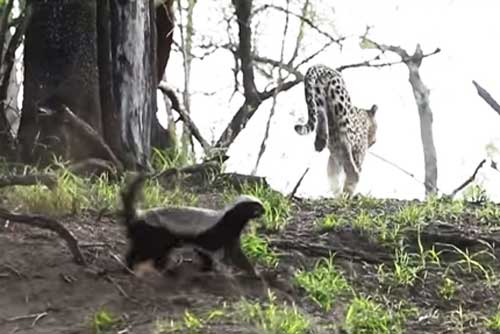 Định chén 'kẻ bố đời', báo đốm bị đánh tơi tả