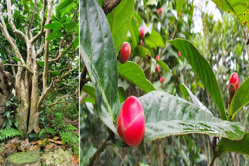 Về làng hoa Đồng Dụ ngắm cây hải đường cổ thụ hơn trăm tuổi