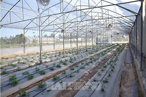 Tùy theo mùa, gia đình anh Hưng trồng dưa chuột Israel, dưa vân lưới Nhật Bản, dưa lê siêu ngọt… trên 2 nhà kính, mỗi nhà kính rộng 1.000m².
