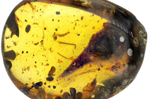 Hoá thạch khủng long nhỏ nhất thế giới được tìm thấy trong hổ phách