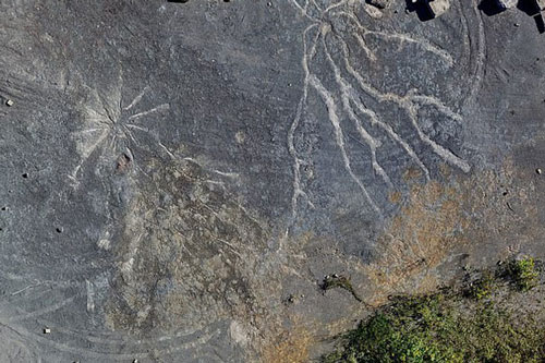 Bất ngờ tìm thấy khu rừng cổ đại lâu đời nhất thế giới với niên đại 386 triệu năm