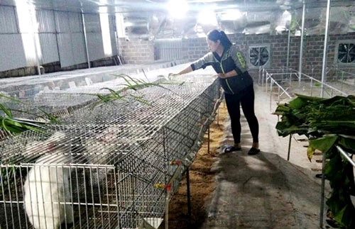 Chị Quách Thị Hồng Nhung, thị trấn Mãn Đức (Tân Lạc)chăm sóc đàn thỏ của gia đình.