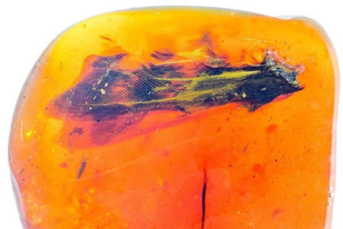 Mảnh hổ phách chứa cánh chim lớn bất thường cách đây 99 triệu năm