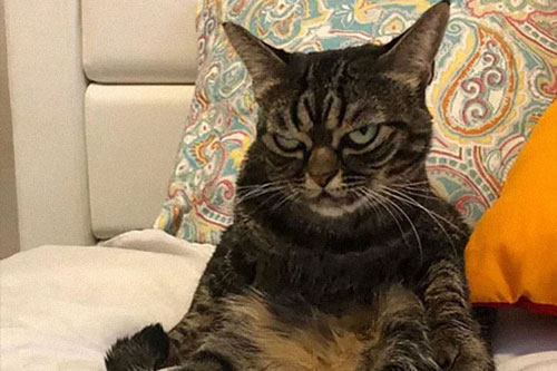 Gặp Kitzia, chú mèo cau có nổi tiếng nhất cộng đồng mạng