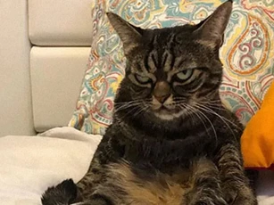Gặp Kitzia, chú mèo cau có nổi tiếng nhất cộng đồng mạng