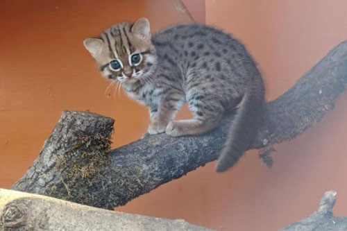 Cặp mèo con nhỏ nhất và hiếm nhất thế giới chào đời tại Anh