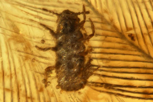 Tìm thấy hổ phách chứa lông khủng long, rận cổ đại 99 triệu năm tuổi