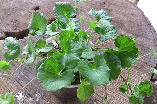 Những loại cây được mệnh danh là 'vua' giải độc gan, uống vào cực tốt cho sức khỏe