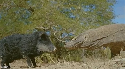 Một con lợn giả chứa camera dùng để quay phim về loài rồng Komodo