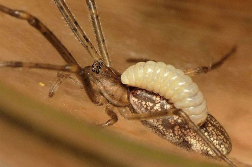 Kỳ lạ loài tò vò 'bắt hồn nhện' trong rừng rậm Amazon