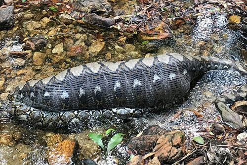 Nuốt chửng lợn rừng, trăn 'khủng' nằm thư thả nghỉ ngơi dưới suối