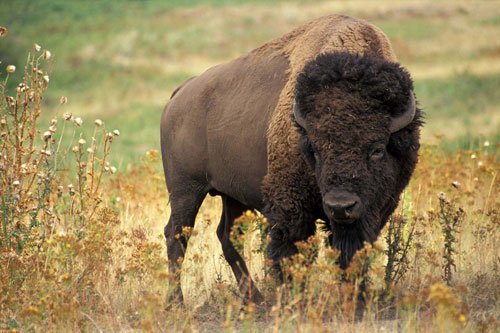 Dự đoán tử vi tuần mới 29/6-5/7 cho 12 con giáp: Tuổi Tý khó khăn đủ đường, tuổi Sửu rủng rỉnh túi tiền 