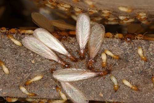 Cách đuổi sạch kiến cánh, mối ra khỏi nhà, đảm bảo hiệu quả 100%