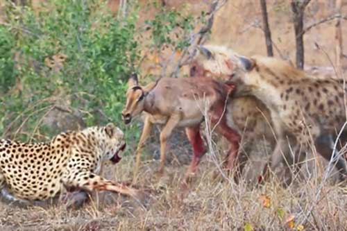 Đôi báo đốm hèn nhát "dâng mồi" ngon cho linh cẩu