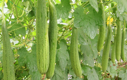 CLIP: Kỹ thuật trồng và chăm sóc mướp cho ra nhiều trái