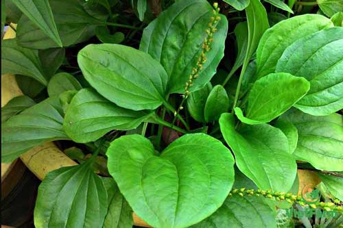 Bài thuốc dân gian cai thuốc lá đơn giản mà hiệu quả, chị em lưu lại cho chồng dùng ngay