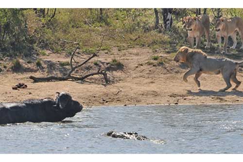 Trâu rừng một mình chiến cả cá sấu lẫn bầy sư tử