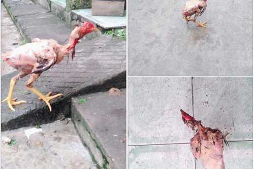 "Khoe" chị dâu đã vặt lông nhưng gà vẫn chạy nhong nhong, chàng trai bị dân mạng mắng "sấp mặt"