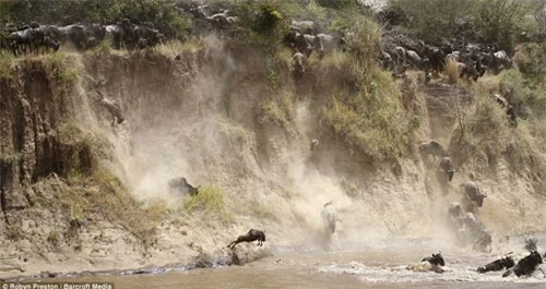 Ảnh: Hàng nghìn linh dương đầu bò vượt sông đầy cá sấu - 1
