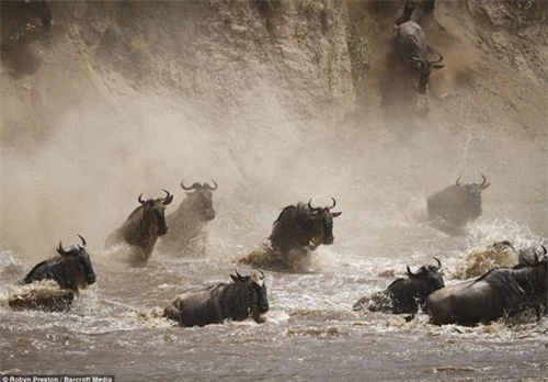 Ảnh: Hàng nghìn linh dương đầu bò vượt sông đầy cá sấu - 2