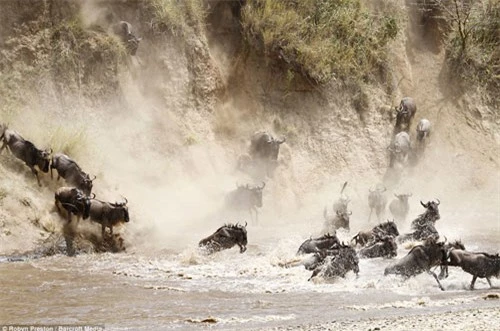 Ảnh: Hàng nghìn linh dương đầu bò vượt sông đầy cá sấu - 3