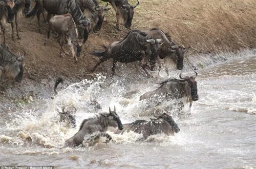 Ảnh: Hàng nghìn linh dương đầu bò vượt sông đầy cá sấu - 5