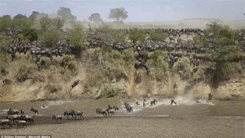 Ảnh: Hàng nghìn linh dương đầu bò vượt sông đầy cá sấu - 7