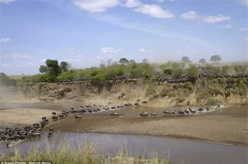 Ảnh: Hàng nghìn linh dương đầu bò vượt sông đầy cá sấu - 9