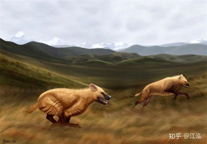 Khám phá bí ẩn của loài linh cẩu thời tiền sử, chúng đã từng sinh sống cả ở Bắc Cực - Ảnh 8.