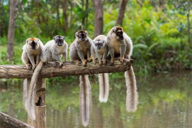 madagascar - "thien duong" cua nhung loai dong vat ky la hinh 12