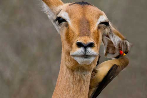 Ảnh đẹp: Chim ngoáy tai linh dương, khỉ co ro dưới mưa tuyết