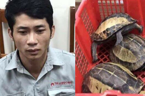 Tạm giữ đối tượng buôn bán rùa quý hiếm tại Hà Nội