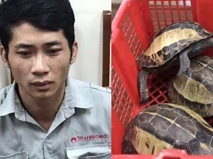 Tạm giữ đối tượng buôn bán rùa quý hiếm tại Hà Nội