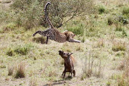 Báo hoa mai mang thai kết liễu lợn rừng to xác trong chưa đầy 5 phút