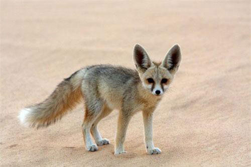 1001 thắc mắc: Loài cáo nào nhỏ nhất thế giới?