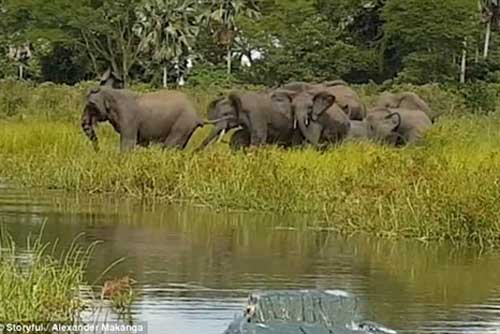 Phục kích săn voi, cá sấu nhận trái đắng