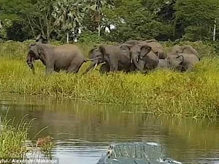 Phục kích săn voi, cá sấu nhận trái đắng
