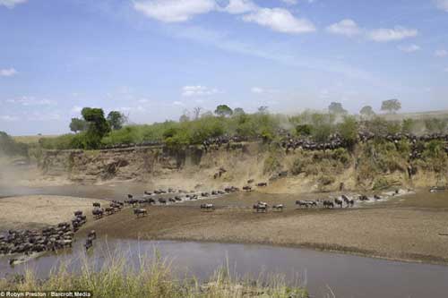 Ảnh: Hàng nghìn linh dương đầu bò vượt sông đầy cá sấu