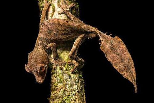 Madagascar - “Thiên đường” của những loài động vật kỳ lạ