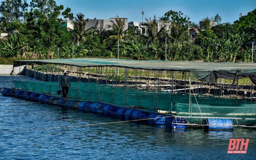 Mô hình độc đáo nhưng hiệu quả này là của hộ gia đình ông Hoàng Như Đốc (thôn 6, xã Quảng Phú, TP Thanh Hóa).