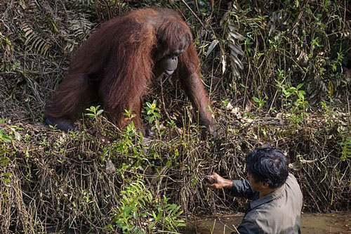 'Cứu vật, vật trả ơn': đười ươi vươn tay muốn kéo người đàn ông dưới bùn