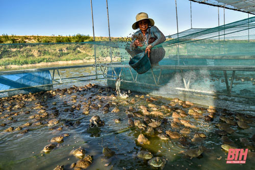 Thanh Hóa: Dựng lồng bè nuôi ếch trên ao cá, lão nông thu nửa tỷ đồng mỗi năm
