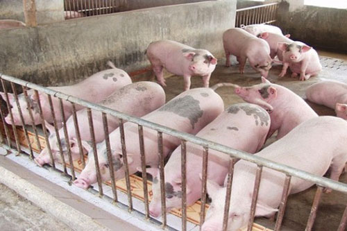 Giá thịt lợn hơi tăng trở lại