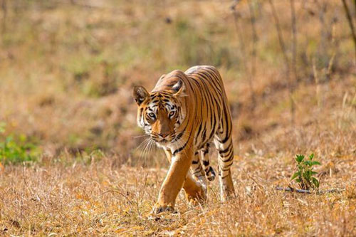 Người đàn ông bị hổ vồ chết khi cố bảo vệ gia súc