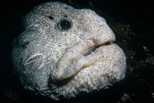 Những “kẻ ăn thịt” đáng sợ dưới đại dương xanh