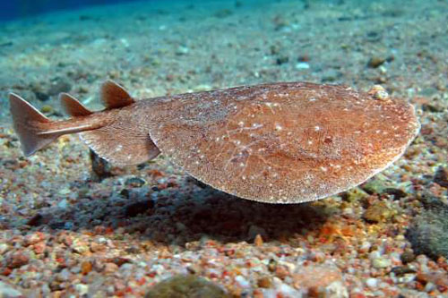 Những kẻ săn mồi nguy hiểm của đại dương